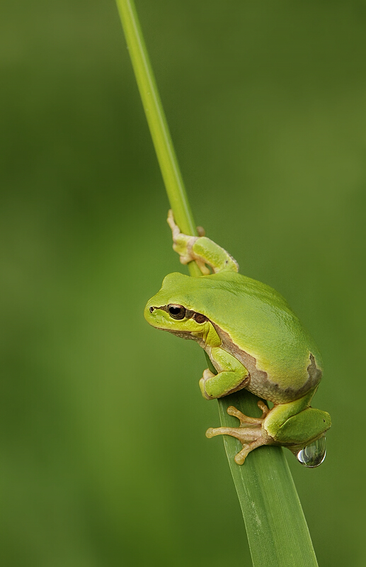 Small and green