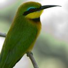 Small Bee-Eater