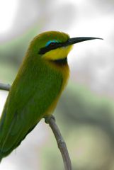 Small Bee-Eater