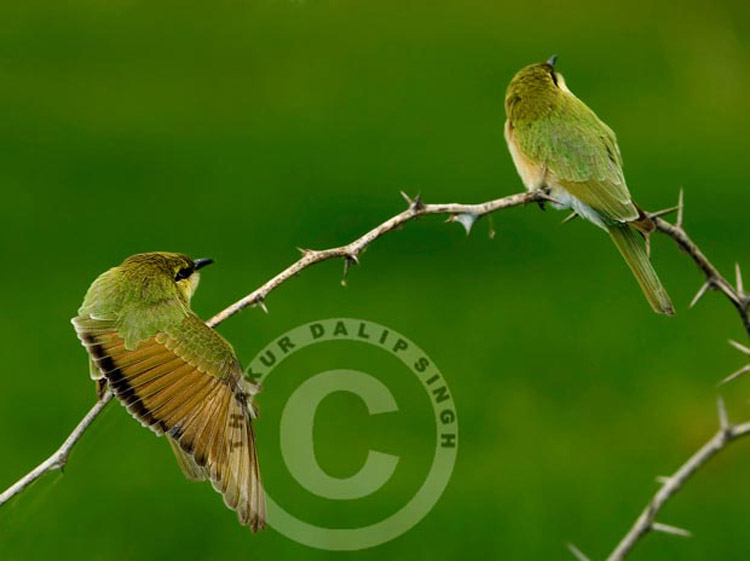 Small Bee Eater