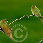 Small Bee Eater