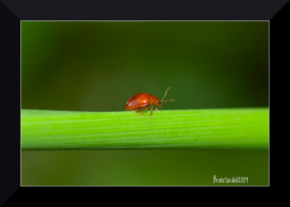 Small beetle