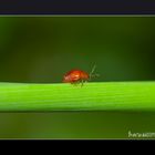 Small beetle