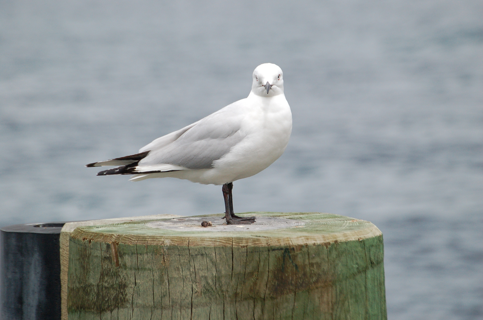 Small Bird is watching you!