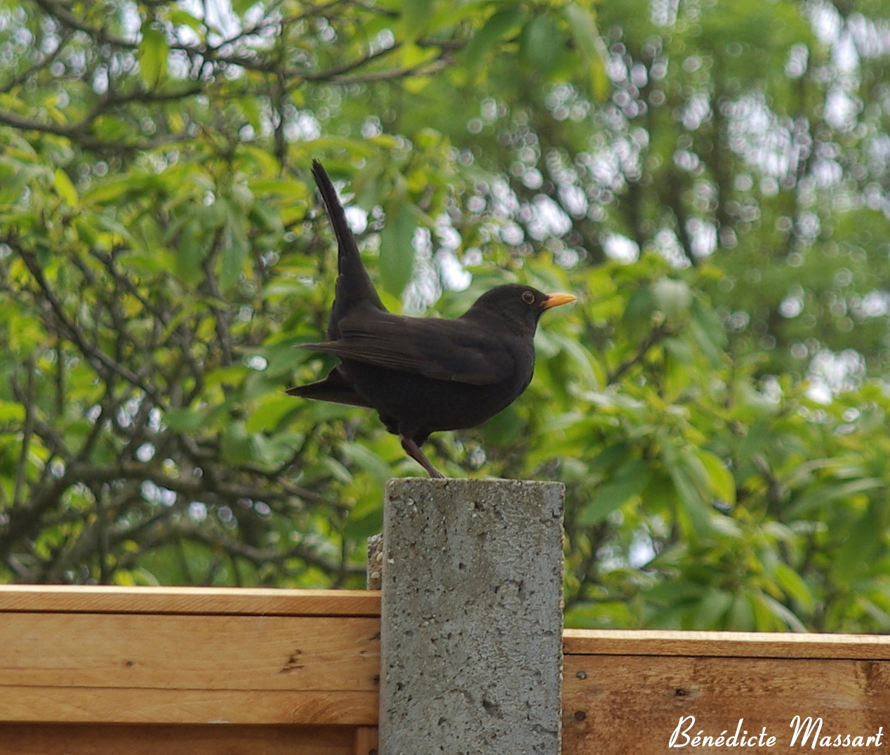 Small black bird ...