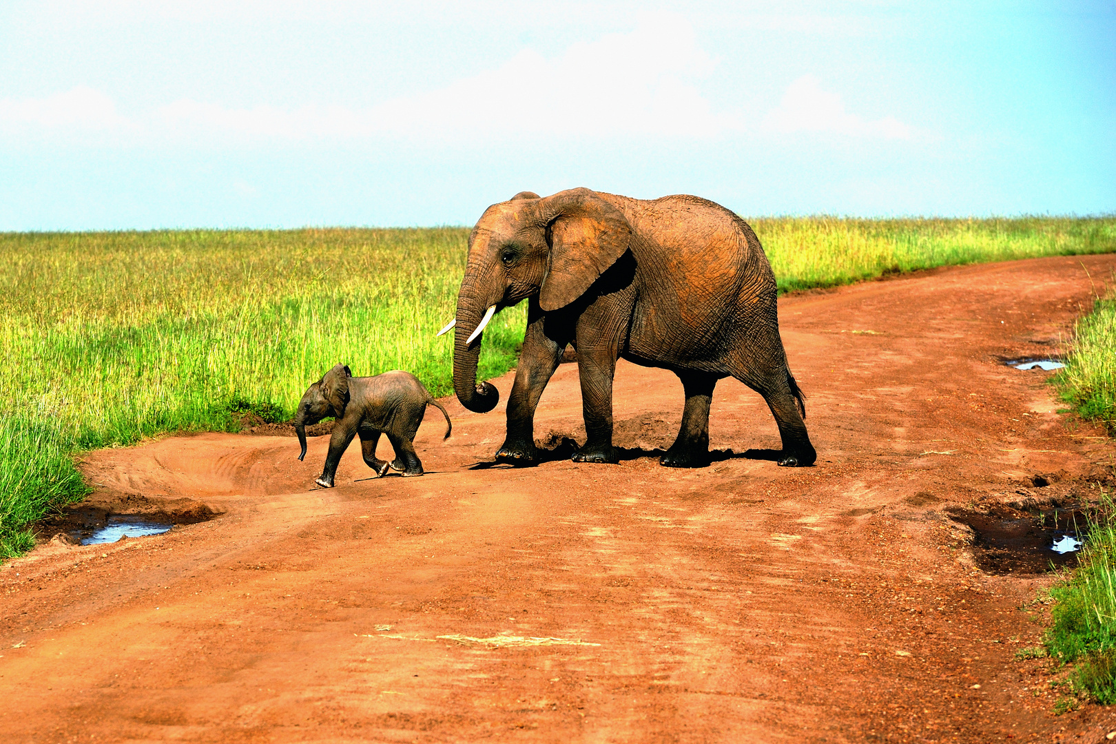 small blue and big red elephant, Masai Mara, Kenya