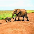 small blue and big red elephant, Masai Mara, Kenya