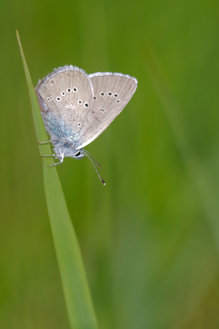 Small blue (Cupido minimus)