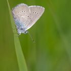 Small blue (Cupido minimus)