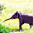 small blue elephant, Masai Mara, Kenya