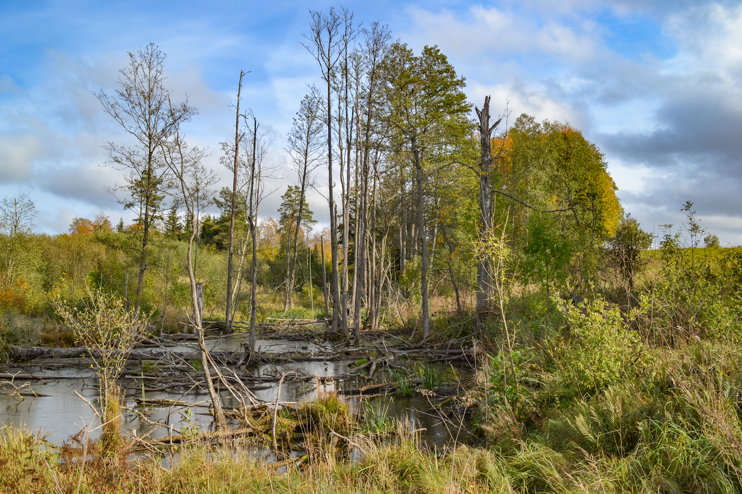 Small bog