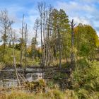 Small bog