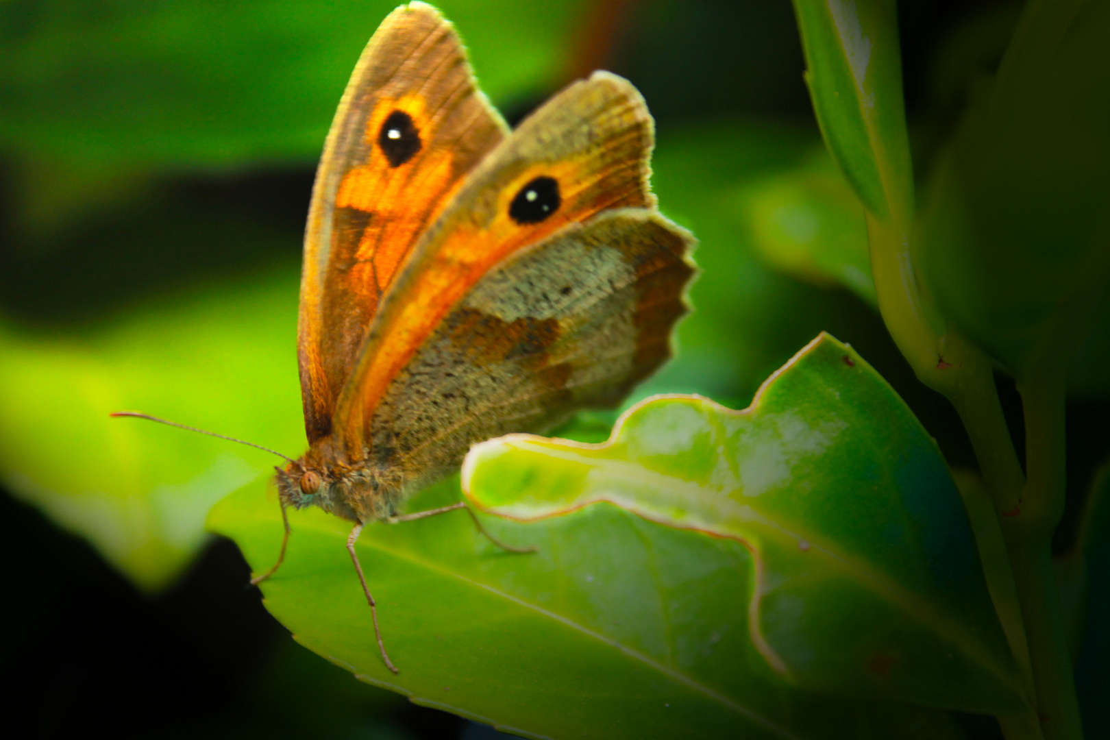 Small Butterfly..