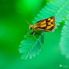 Small butterfly