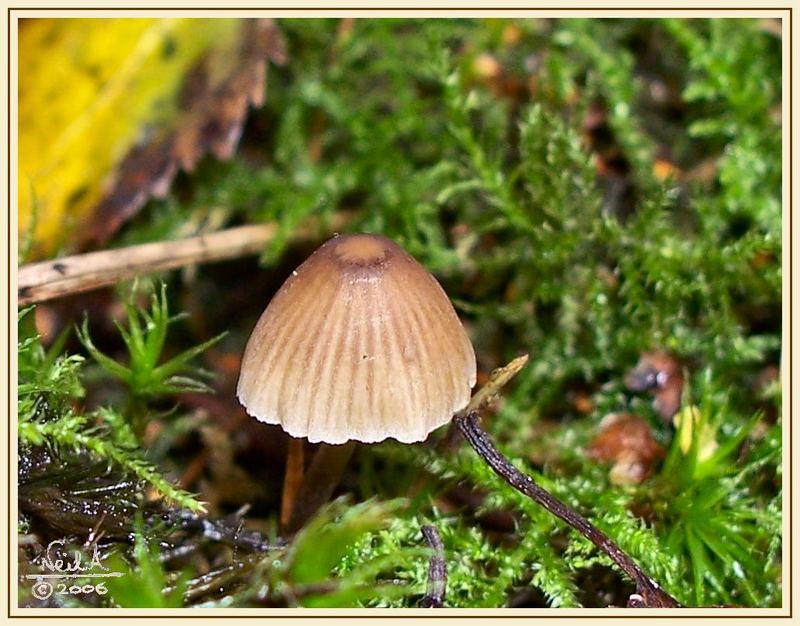 Small cap fungi