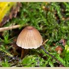 Small cap fungi