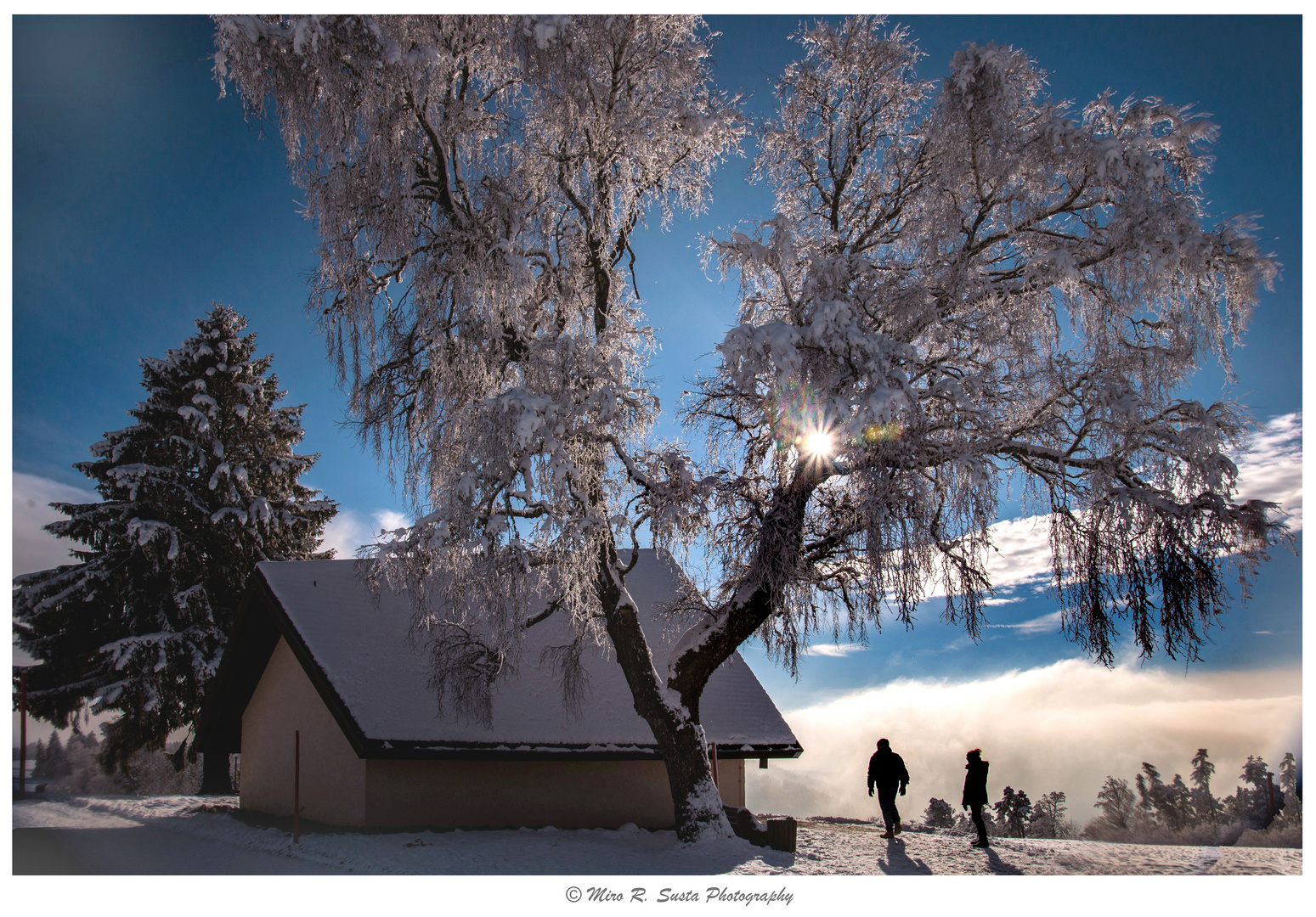 Small chapel and large tree