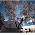 Small chapel and large tree