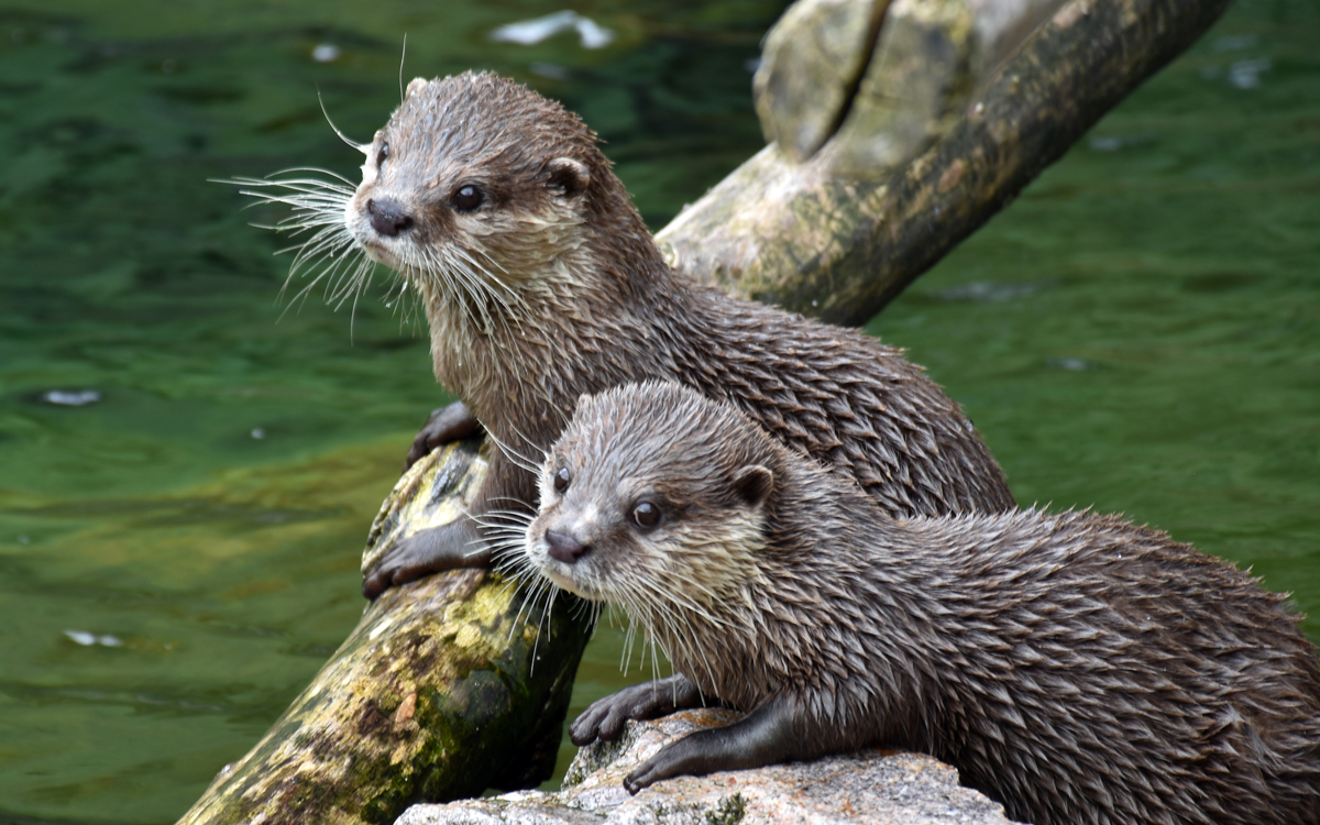 Small-clawed Otter (Aonyx cinerea)
