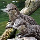 Small-clawed Otter (Aonyx cinerea)