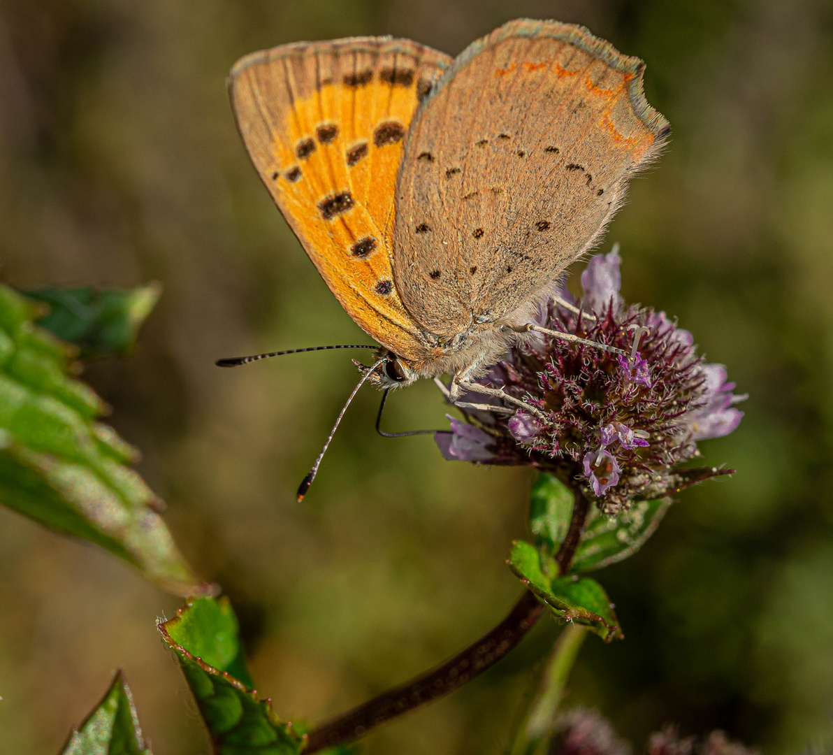 Small copper - Lycaena phlaeas - Kleiner Feuerfalter