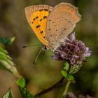 Small copper - Lycaena phlaeas - Kleiner Feuerfalter