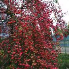 small Decoration appletree