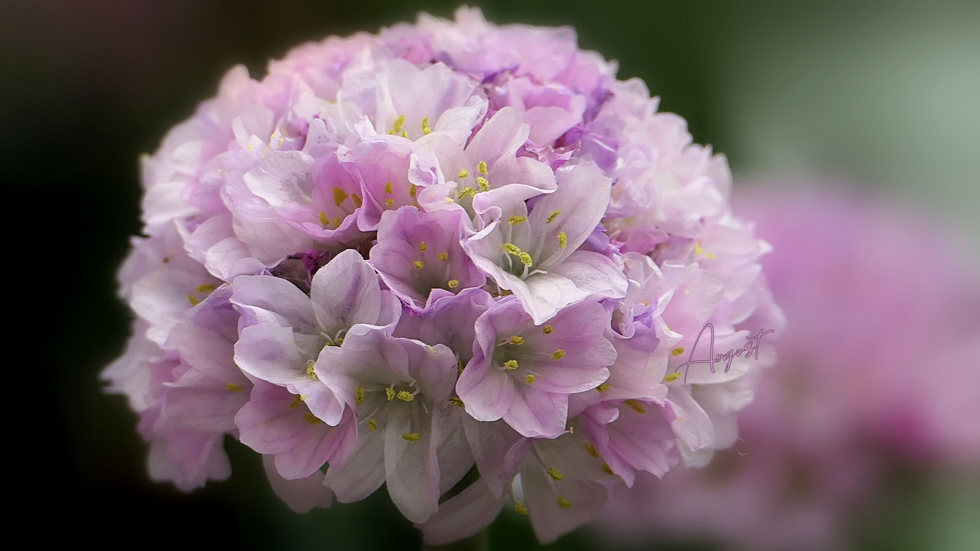 ... small delicate bouquet of Engels grass