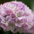 ... small delicate bouquet of Engels grass