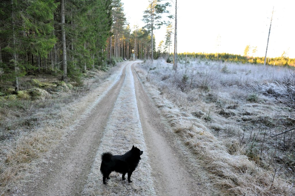 Small dog - big forrest