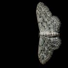 Small dusty wave - Idaea seriata - Grauer Zwergspanner