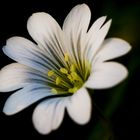 small dutch dune flower