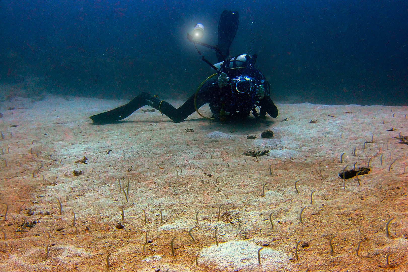 Small eels at Menjangan