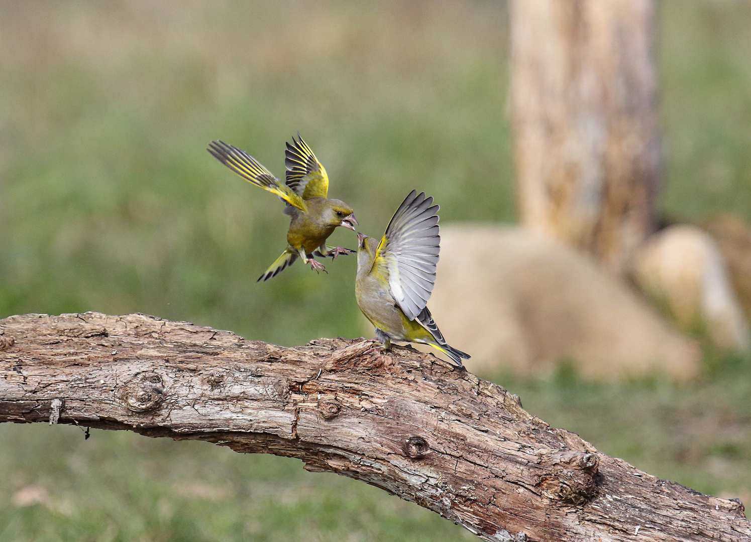 small fighters