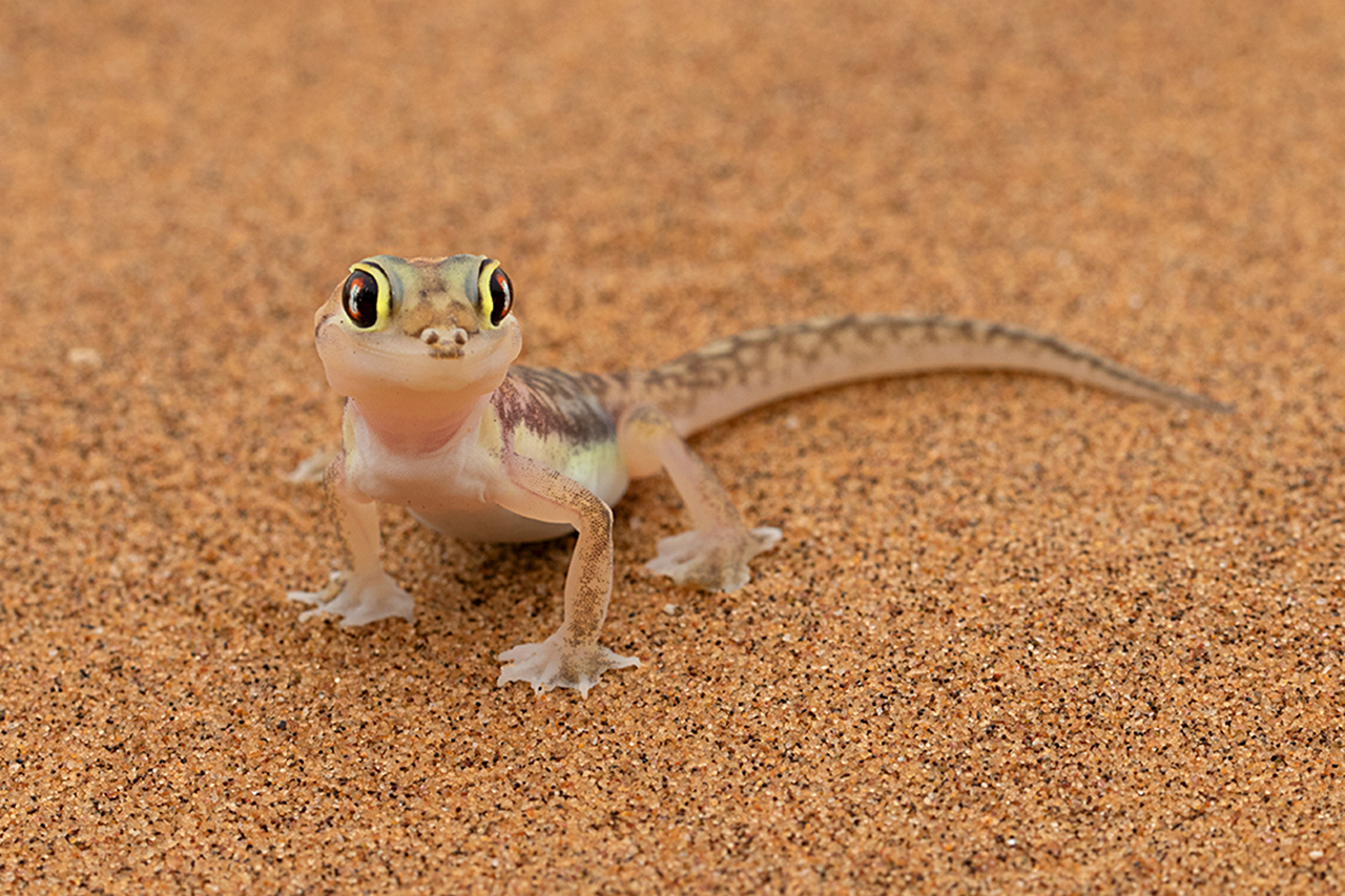 Small Five 1: Namibgecko