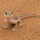 Small Five 1: Namibgecko
