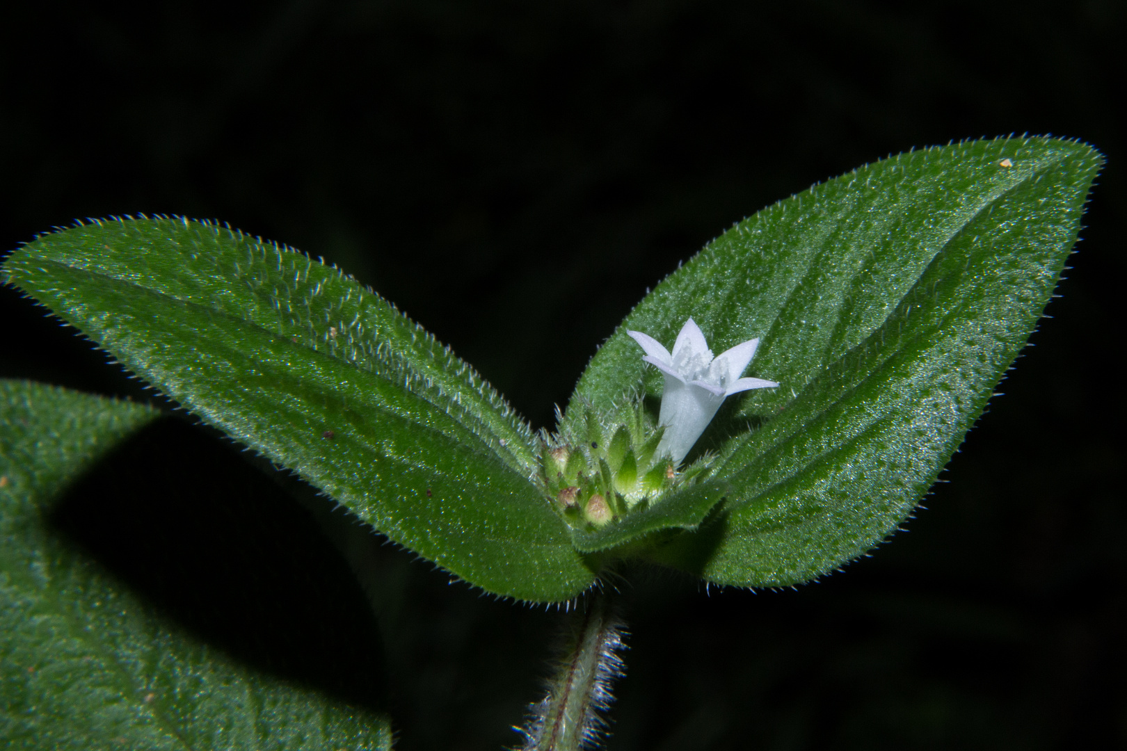 Small Flower