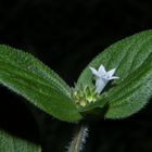 Small Flower