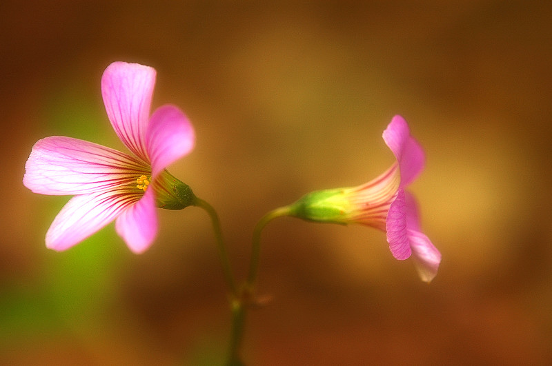 small flower (don't know the name)