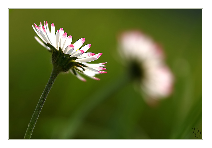 Small Flower