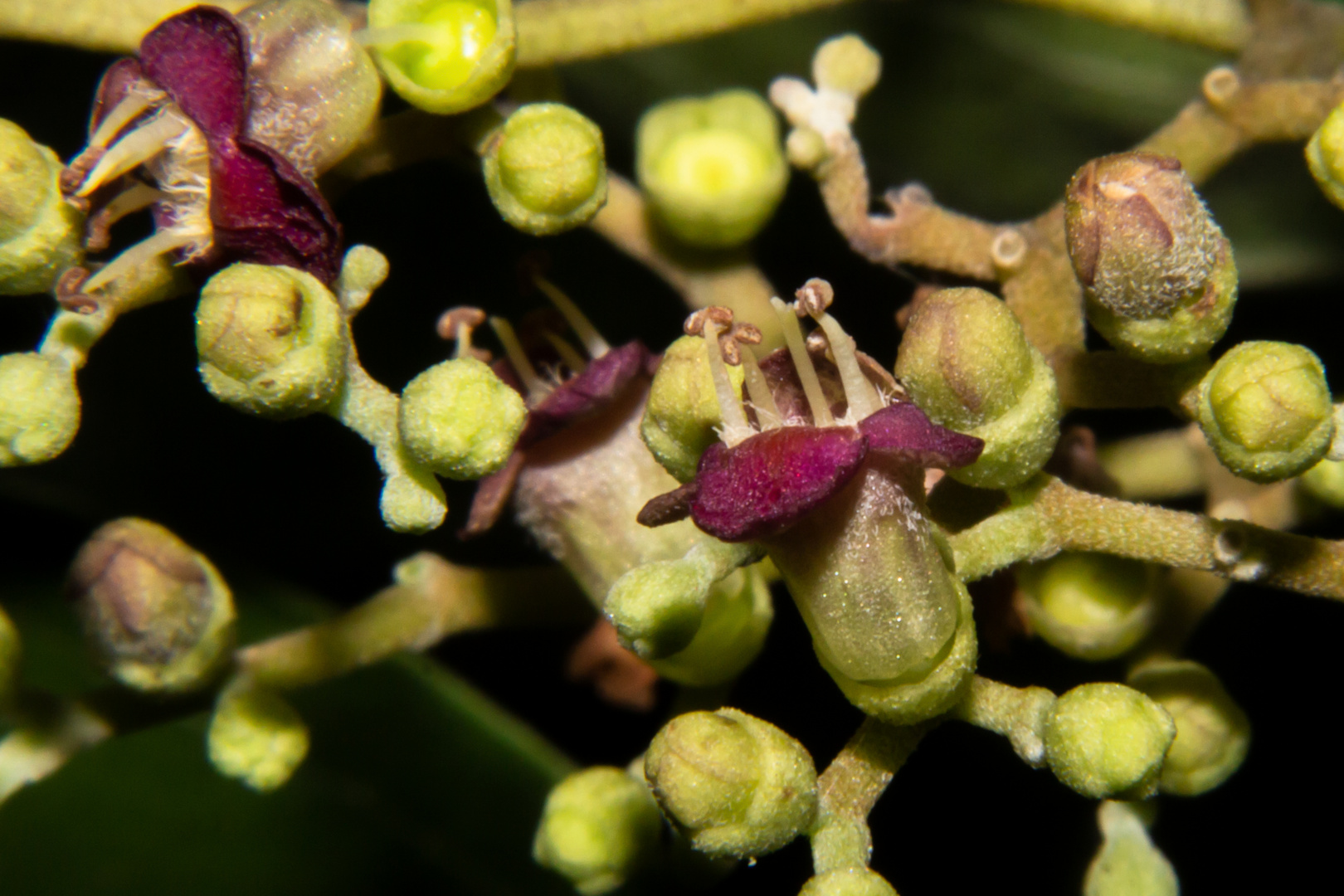 Small Flowers