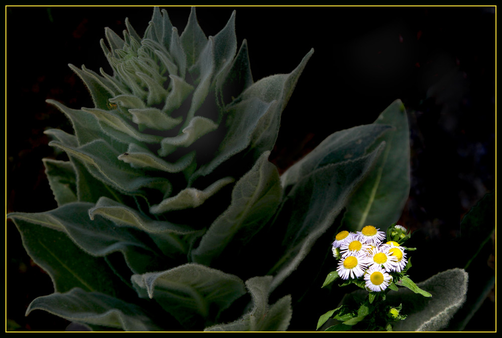 small flowers and a spider