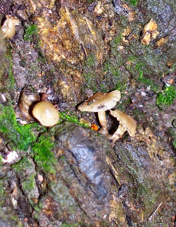Small Fungi