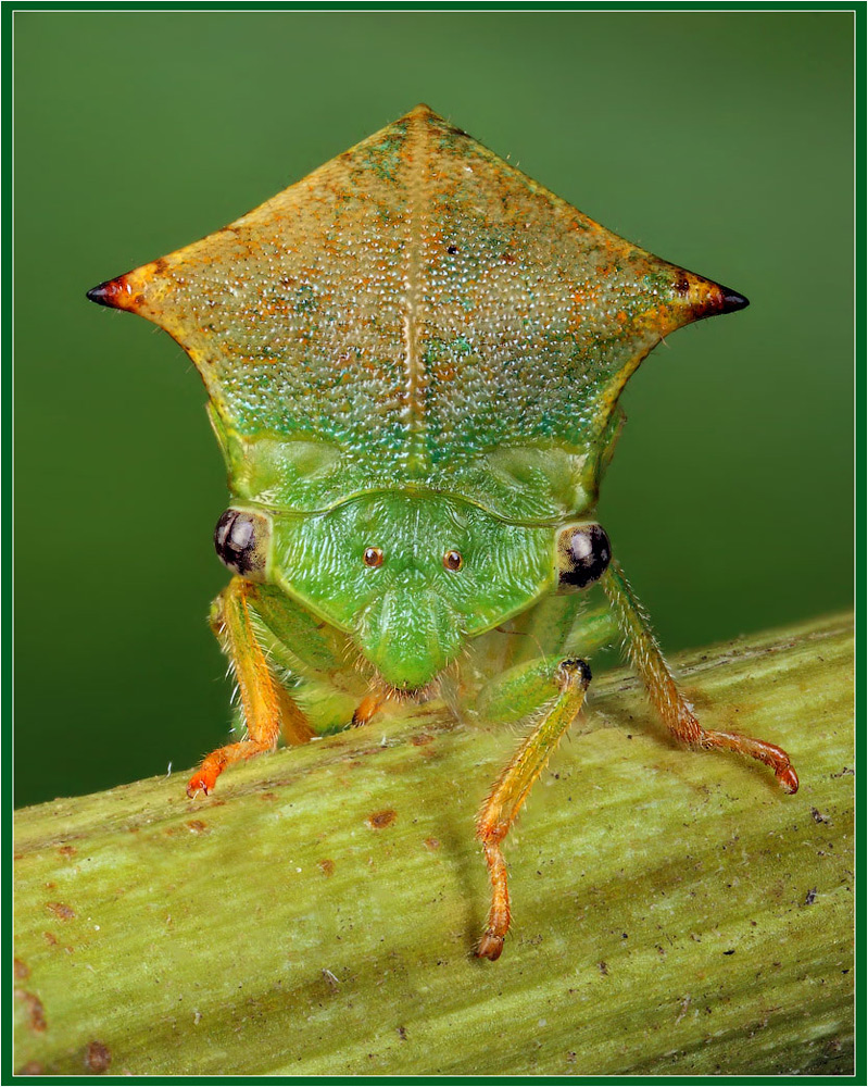 Small green bison