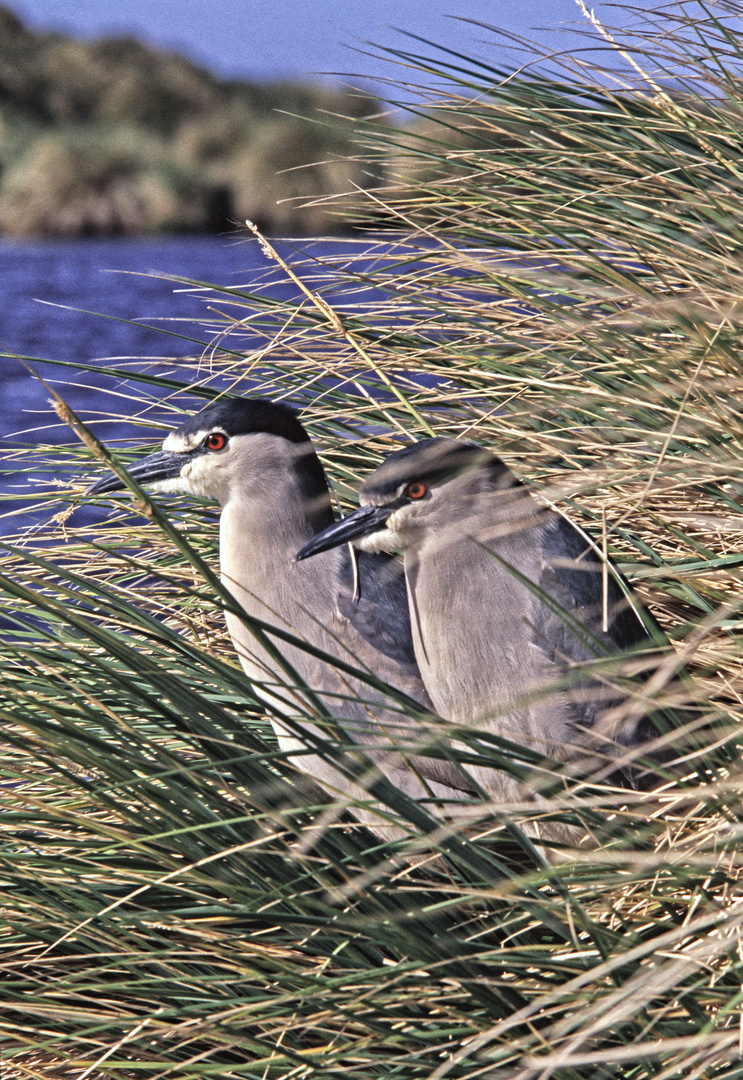 Small Grey Heron