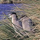 Small Grey Heron