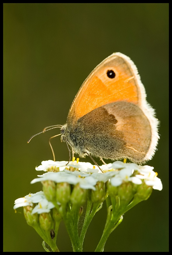 Small Heat (Coenonympha pamphilus)