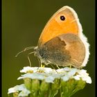 Small Heat (Coenonympha pamphilus)