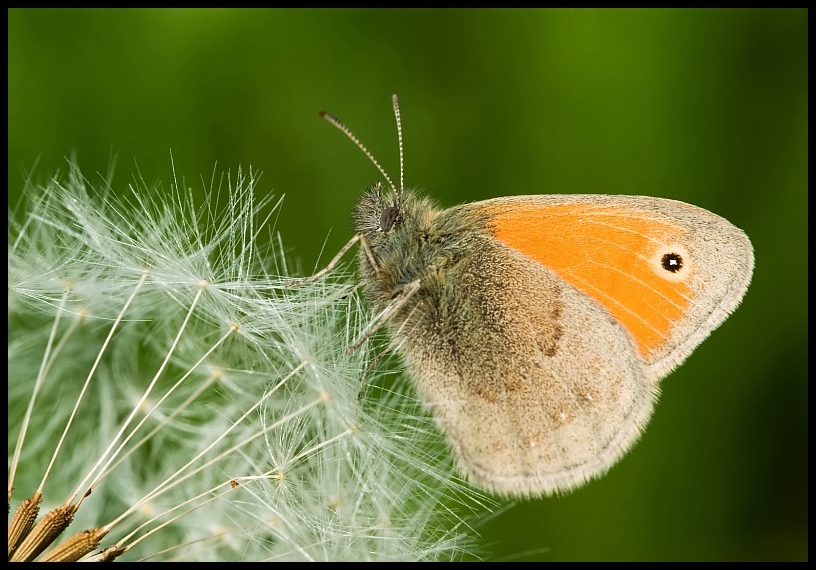 Small Heath