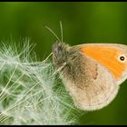 Small Heath